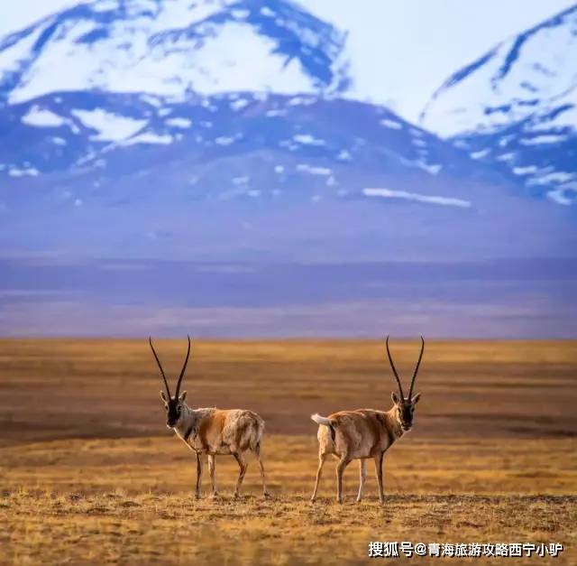 可可西里穿越中国最伟大的荒野拥抱青海绝美秘境