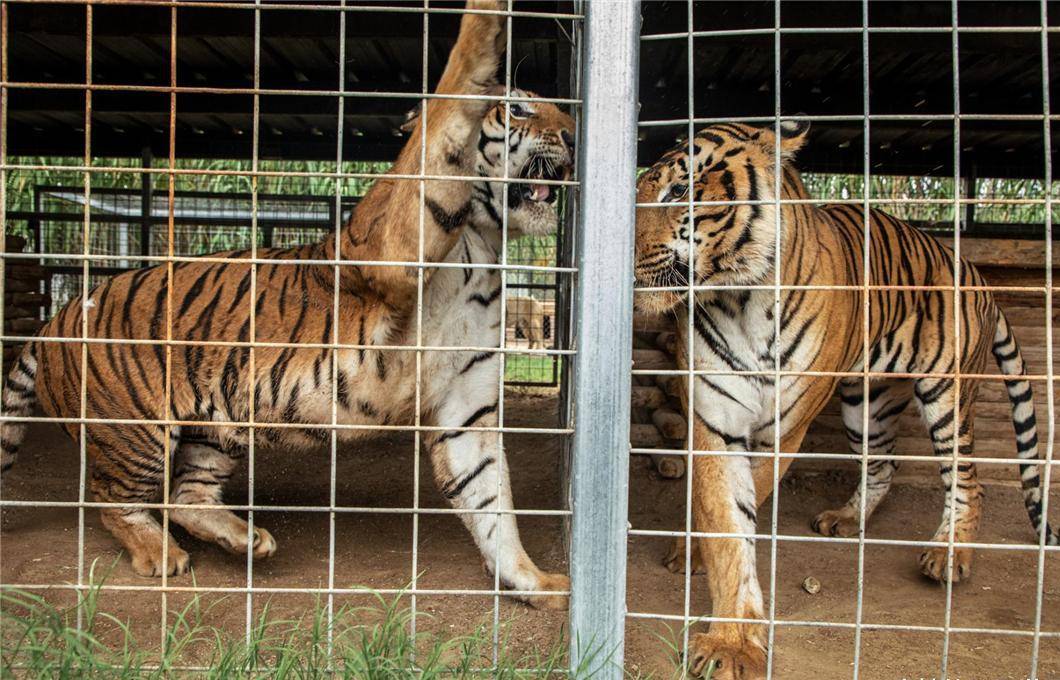 珍稀濒危物种老虎,伤人以后将面临怎样的"惩罚"?_动物园