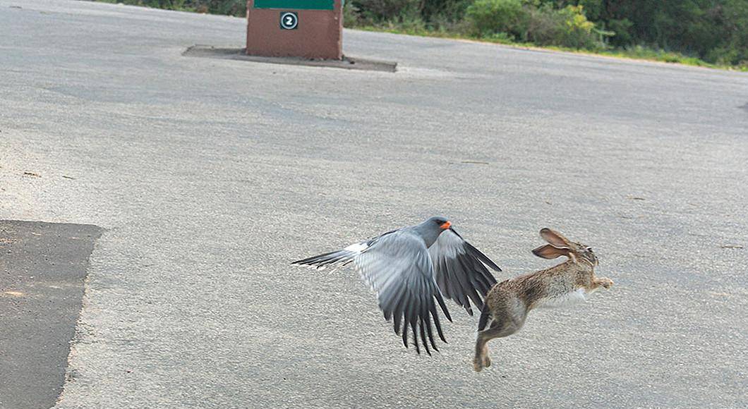 苍鹰搏兔:野兔太大,苍鹰抓着飞不起来