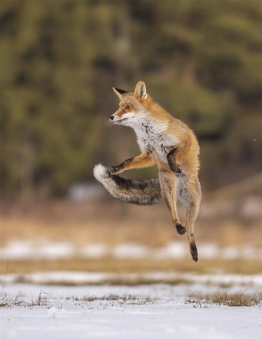 一只狐狸在野外欢快地跳跃着,它遇到了啥高兴事?被它迷住了