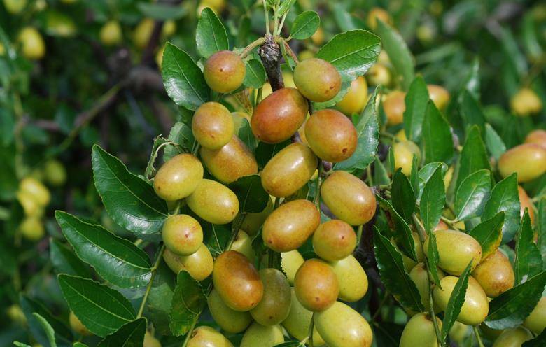 家常料理常用的红枣干,天然日晒,机器烘干怎么分?_枣树