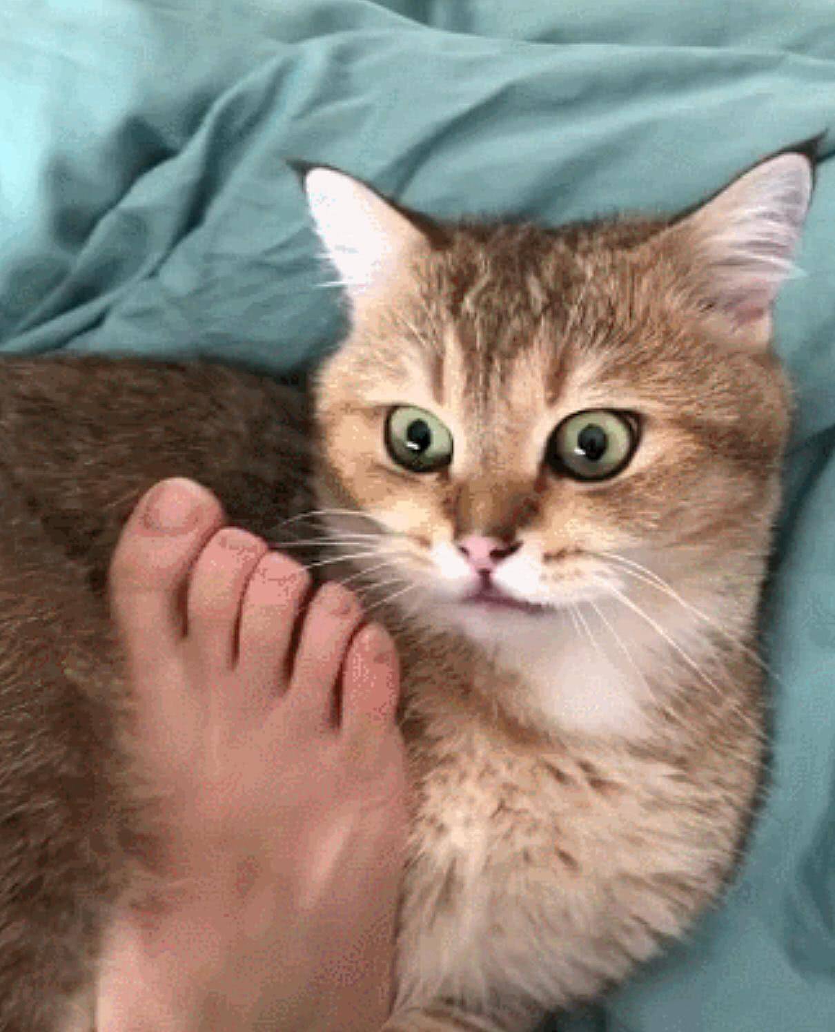 每天早晨 猫咪都有 100种 叫我起床的方式 养猫