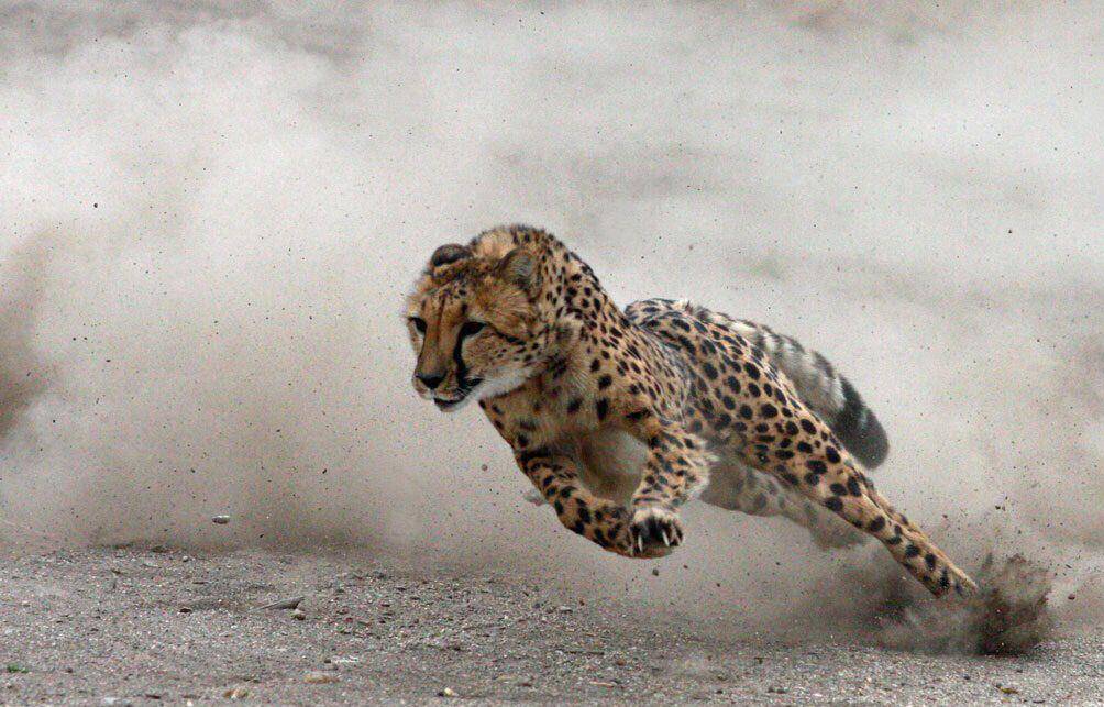 猎豹在非洲为何如此尴尬遇到抢食者只能逃跑