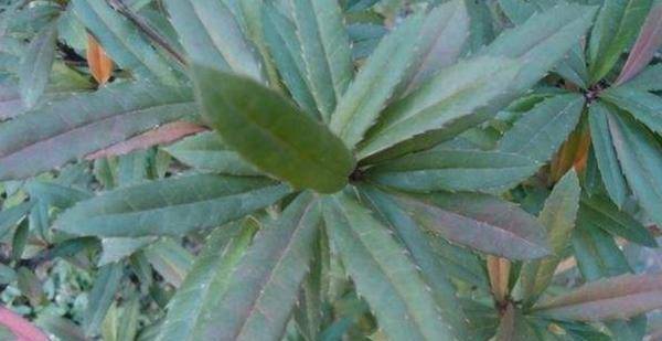 原来豪猪刺这种植物是中草药的一种,药效还很不错呢!