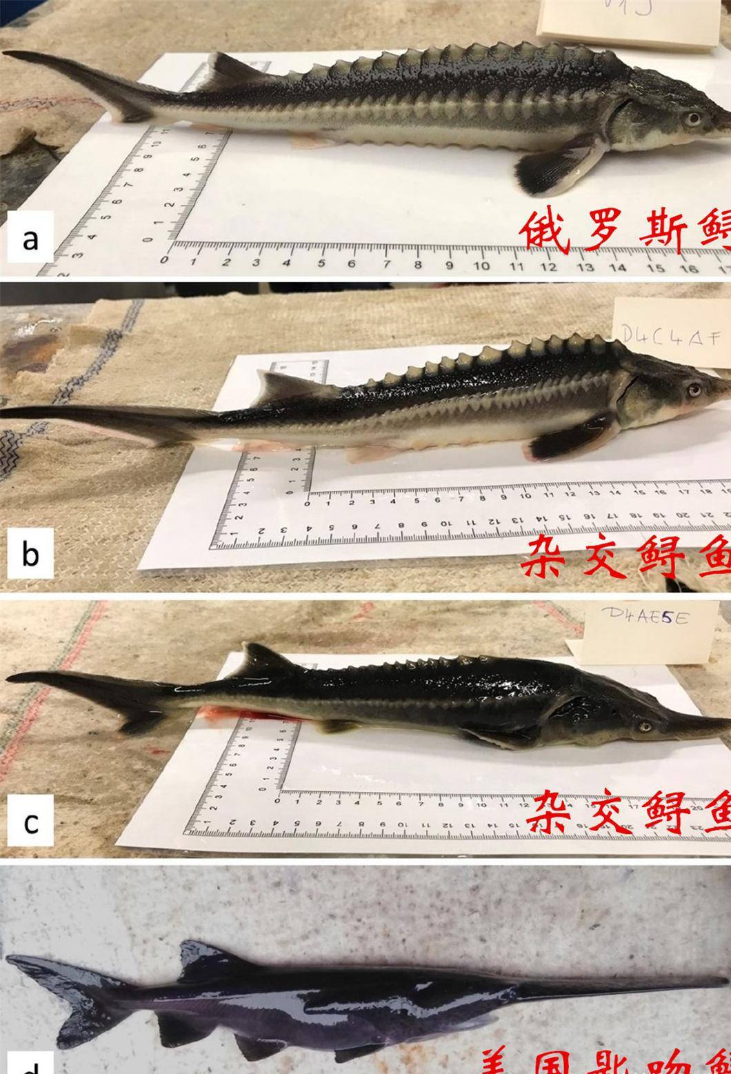 鲟鱼和鳇鱼的区别图图片