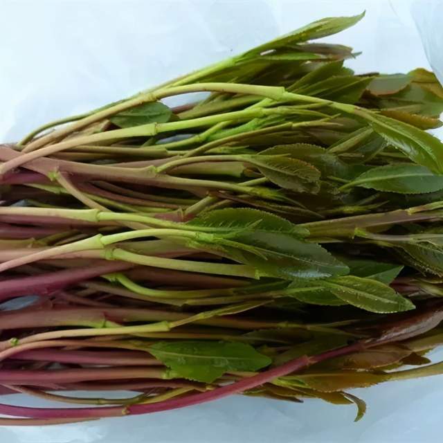 "阿拉伯茶"认识"它们"远离"它们"大家一定要擦亮双眼对青少年更具欺骗