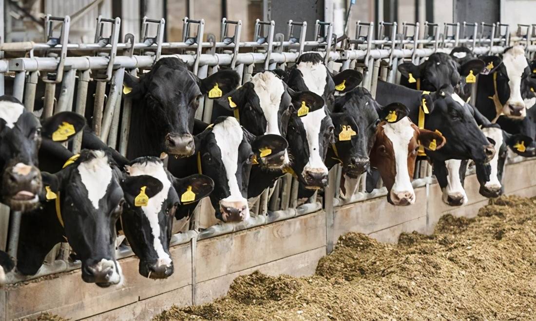 该公司|给牛戴口罩！美国农业巨头推吸收奶牛甲烷排放可穿戴设备，减少温室