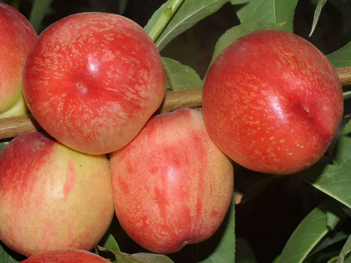 风之谷有机好果桃你欢心首届采摘节来啦