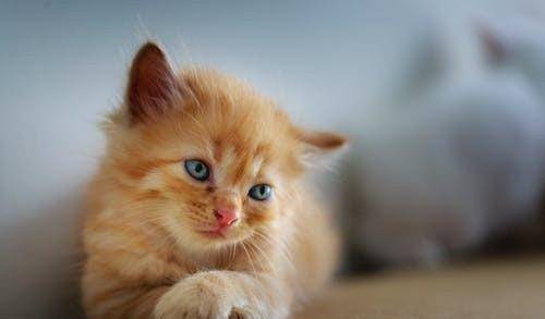 猫爱吃老鼠因为什么物质 313ce684369d49a18167bb2e8226ddc1.jpeg