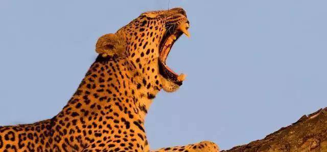 动物咬合力排名_咬合力第一的动物