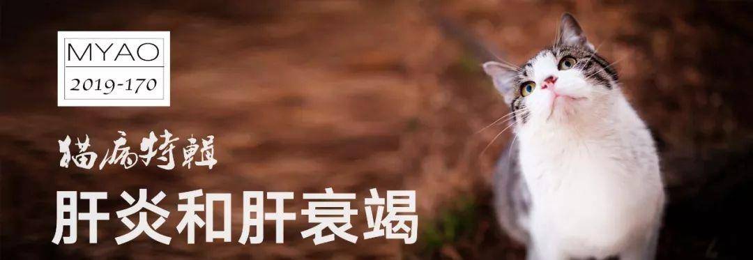 猫病特辑胆管肝炎和肝衰竭_肝脏