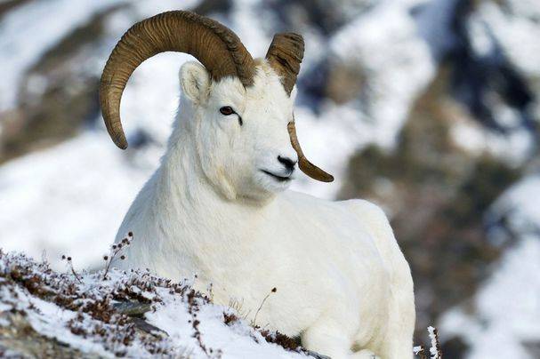 1967年"生肖羊"的晚年宿命,53岁后什么命?佛说一切都是天注定