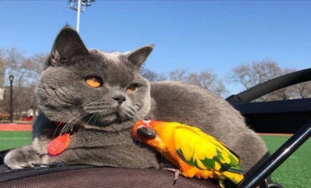 猫吃鸟怎么防治