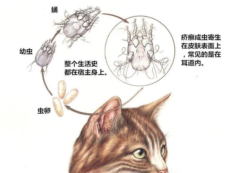 小猫长耳螨怎么办