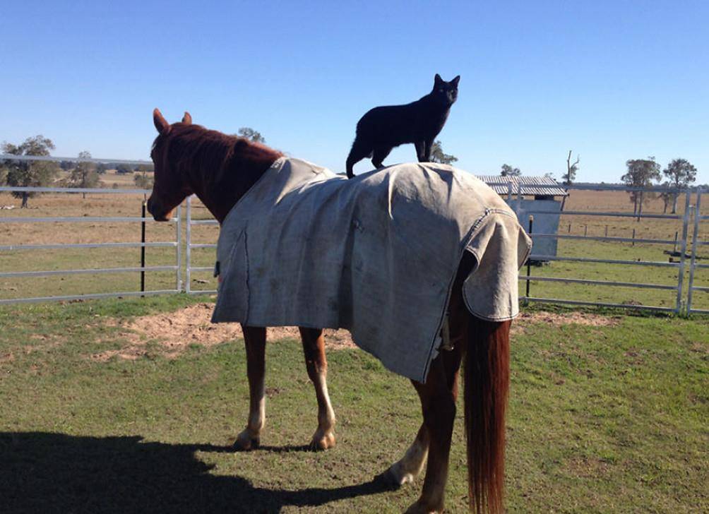 原创黑猫和冠军马友谊长达6年,"猫牛仔"每天都能享受骑马的乐趣