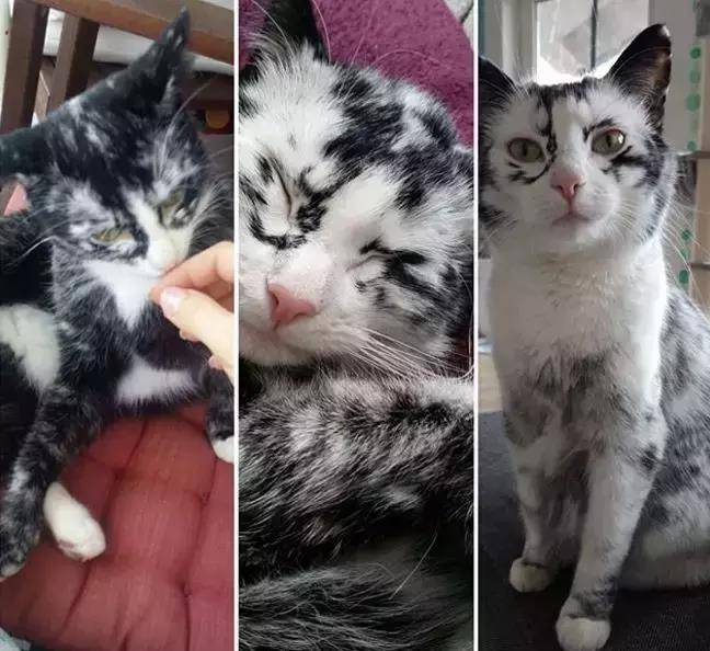 怎么养小猫咪的视频 c3895fdc807b474fb1ca6420f2848f22.jpeg