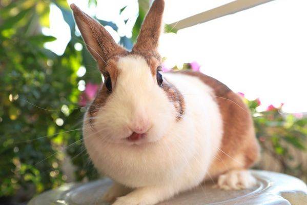 命里一尺,难求一丈:63年57岁"兔兔兔"的后30年,看看怎么回事