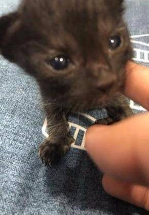 怎么看小猫有没有撒尿 de3629b274b44318af9ea3ce881c60e5.jpeg