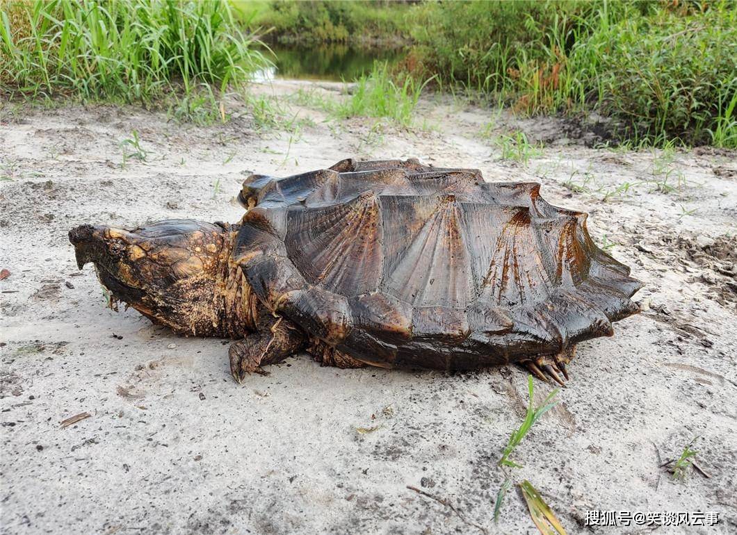 原創黑水河驚見45公斤大鱷龜生物學界引轟動發現新物種有何意義