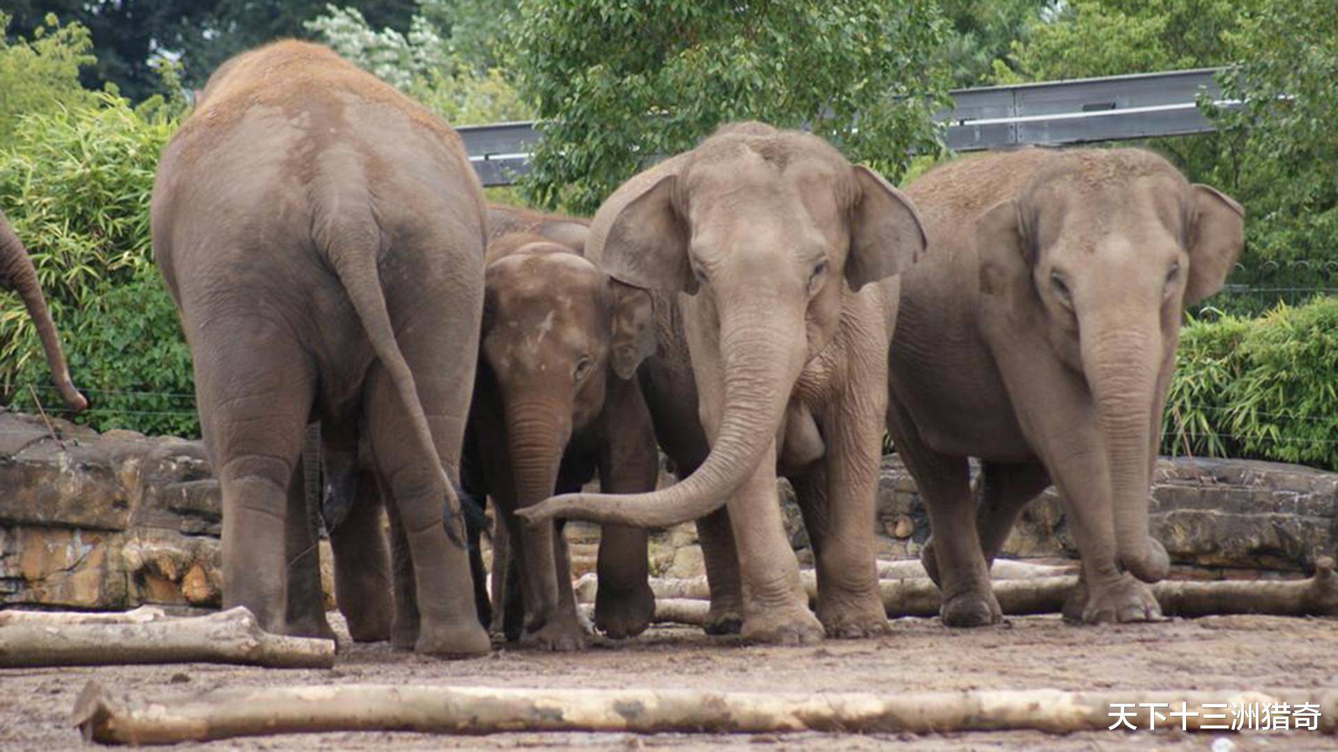 为何允许象群入昆明?实施麻醉不切实际?象群可能在秋冬季节南归_大象