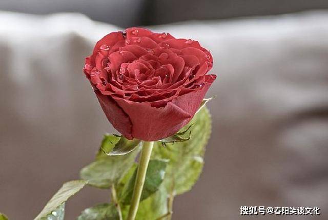 文章配图-6