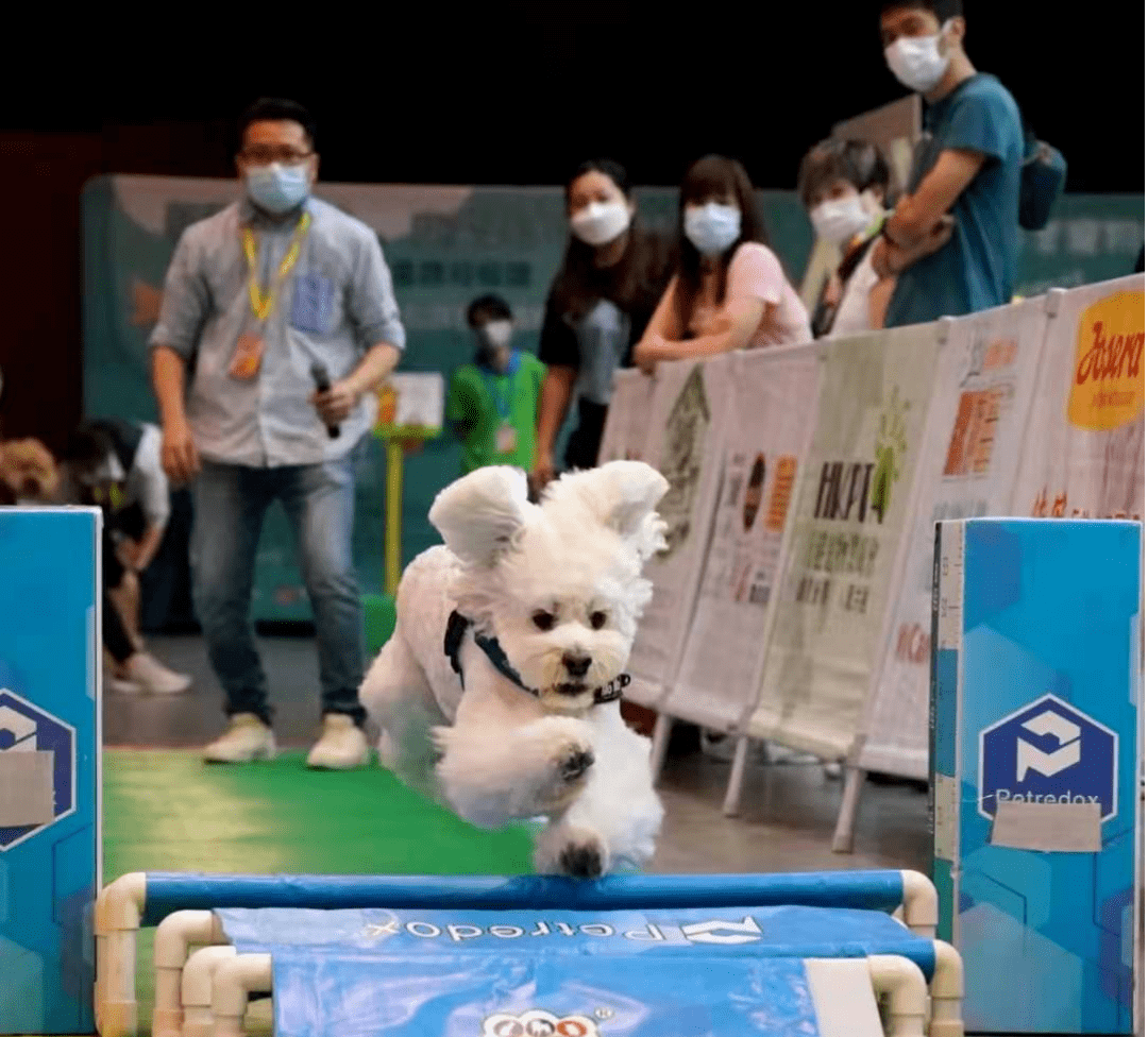 2021第六届中国西安宠物博览会将于6月在西安启幕彰显硬核西引力