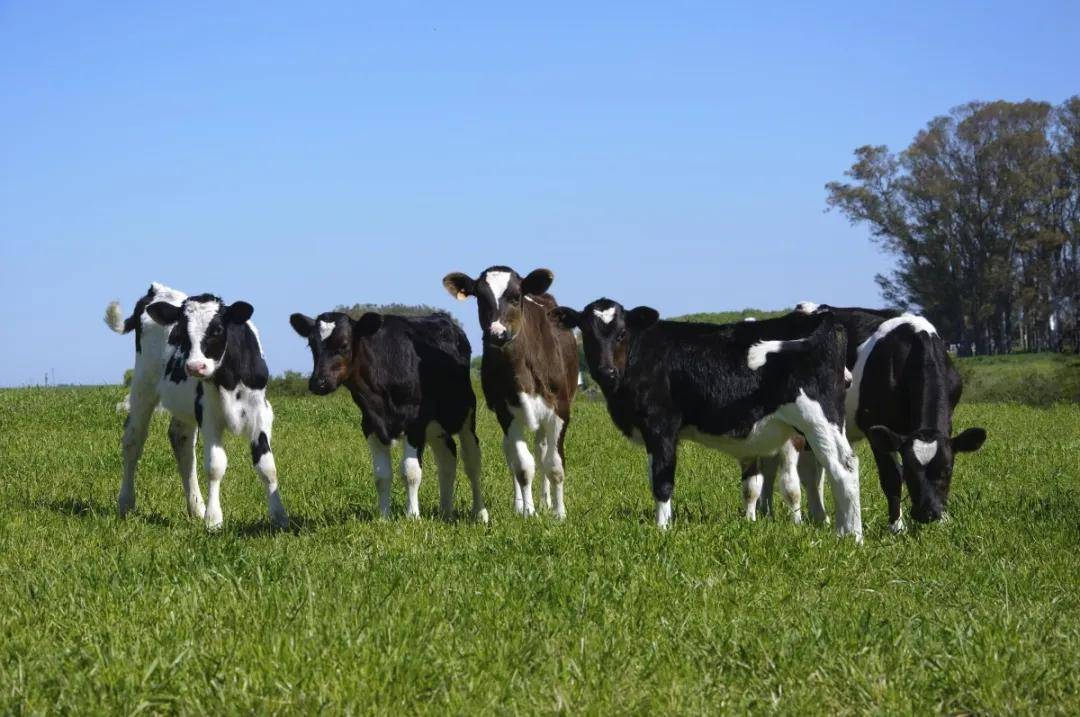 犊牛很娇贵!喂养注意这五大误区