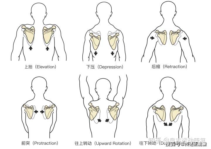 乳腺癌背疼位置图图片
