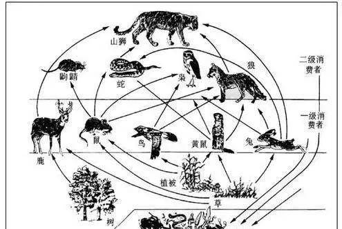 动物链的顺序图片图片