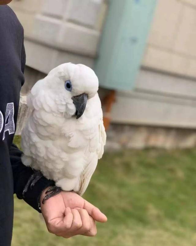 比较大的鹦鹉怎么训才亲人 31cc056a60b74063a3d18ccc60f27ec5.jpeg