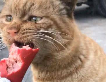 人可以吃猫咪火腿肠吗 35c4105003814ecaa662889476bfd9cb.jpeg
