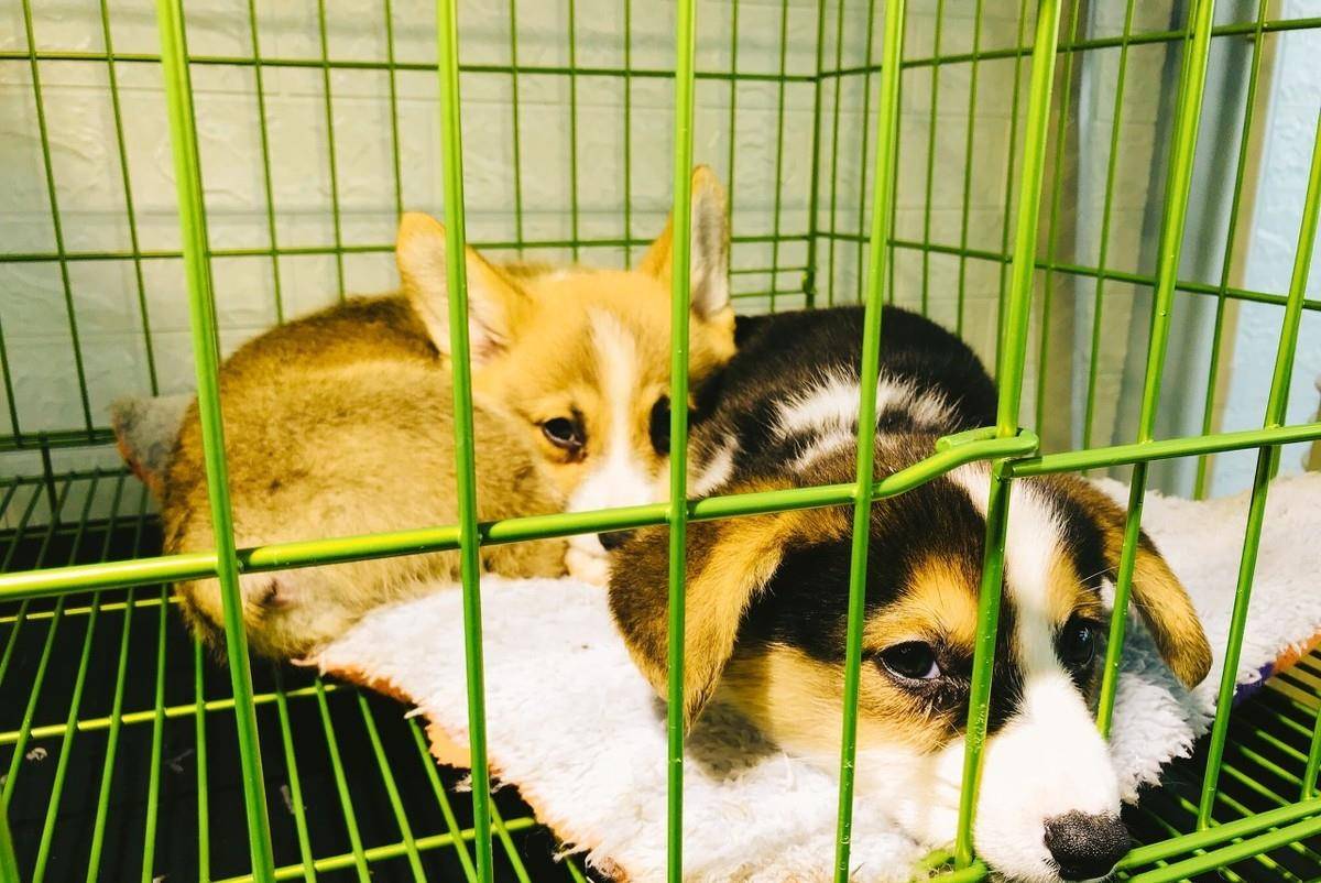 怎么教狗狗不要随便大小便 49b9bef7b7964ac0a114b15a974dda8a.jpeg