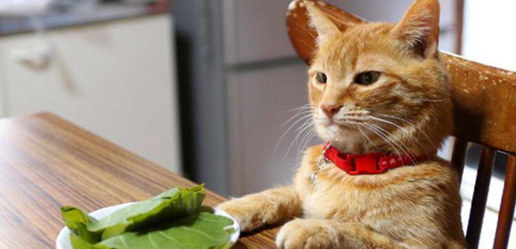 怎么养猫才能养好小猫 54c3ed034a824e50bd4955b6e6736eef.jpeg