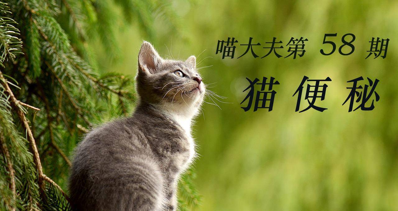 猫咪便秘的原因、症状以及应对措施分析！_结肠