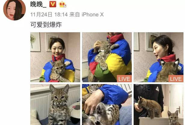 晚晚人设又崩塌自称爱护小动物转眼将它们残忍做成皮草穿身上