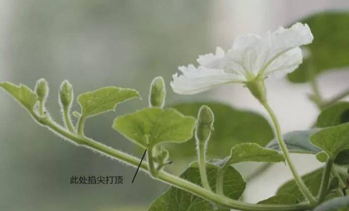 葫芦种植适当掐顶有利于增产那么葫芦种植过程中该如何掐顶