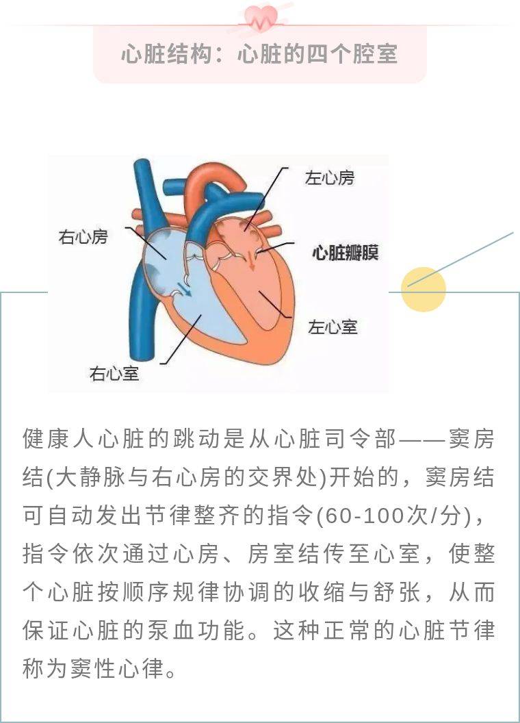 正常心脏有四个腔室,分别是:左心房,右心房,左心室,右心室,心房是贮血