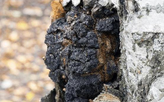 原创白桦树上的黑疙瘩,古时帝王才能享用,人称森林钻石,见到莫错过