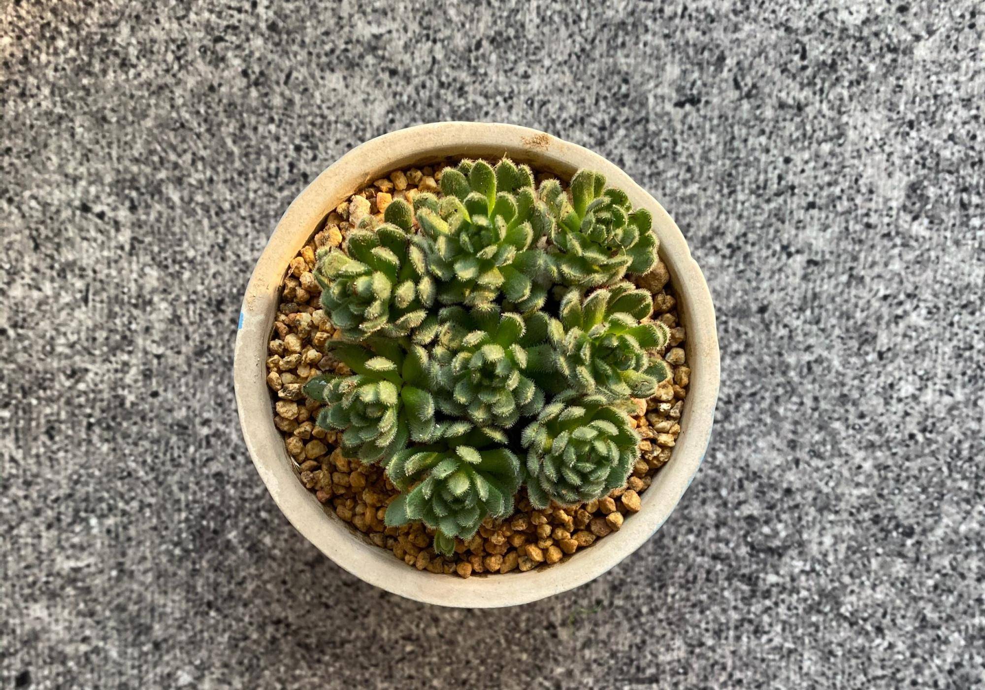 喜欢玫瑰花型的多肉植物,就养一盆小野玫瑰,做好3点变成手捧花