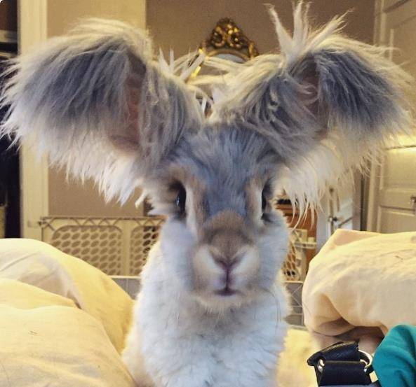 兔子的耳朵为什么这么大 99b0b83acfcb46cfba53d28d9d0a6d02.jpeg