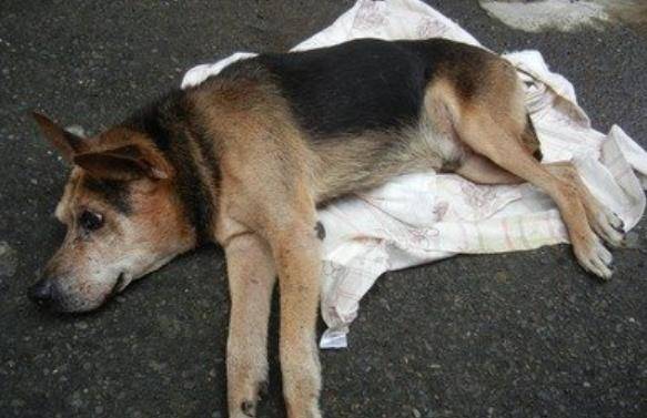 狗狗怎么养才不会死 ca78b59809534faa9f99bb7c6b4b3cd4.jpeg