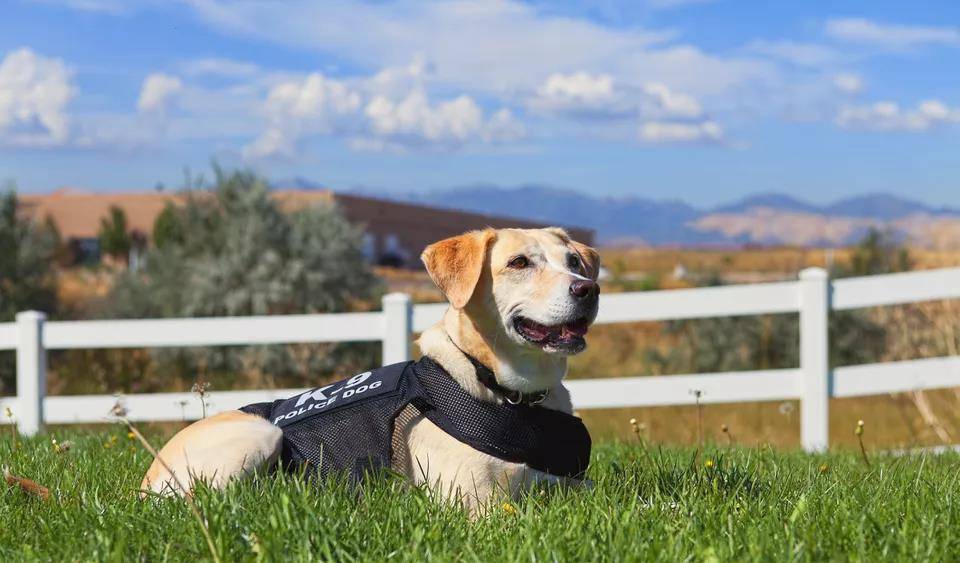 狗为啥不能摸后颈 ed8625409e0c43a1bcea6551b4d10cc7.jpeg