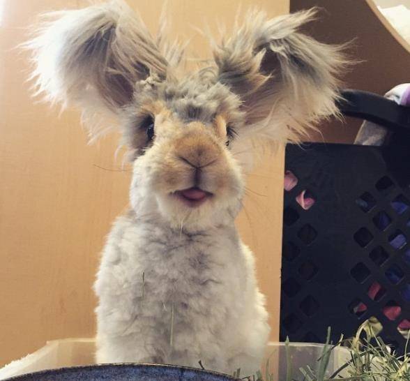 兔子耳朵有哪些形状 ed9f1b2717204d6b8edddc8735b674cf.jpeg