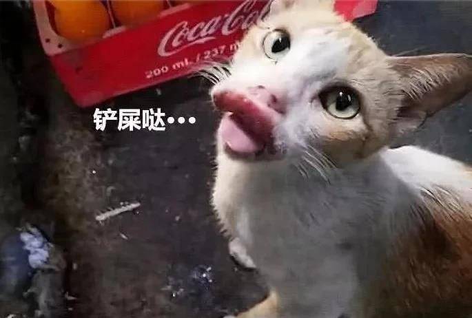 猫的天空之城人均消费_天空之城简谱(2)
