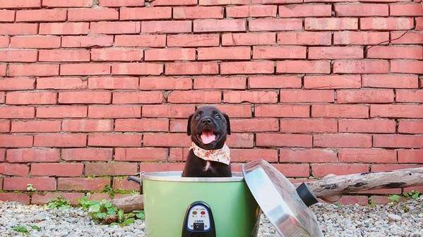 车祸带走妈妈黑狗妹被退养仍灿笑等家 Ruby