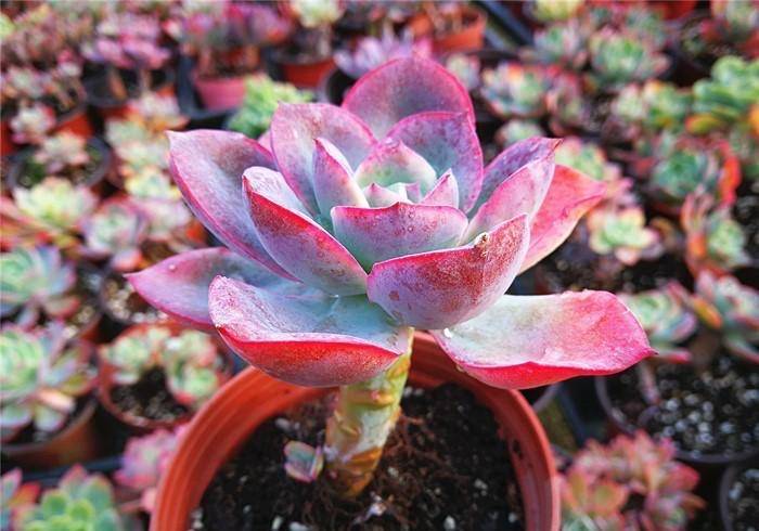 绮罗完美逆袭成为12月最火的多肉这个特点总能给花友带去惊喜