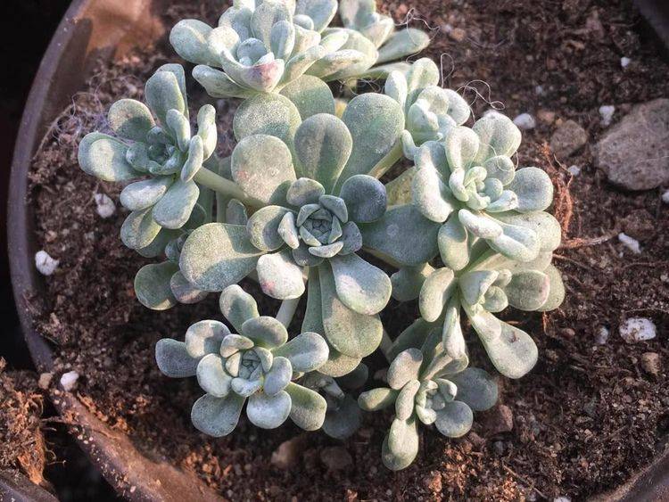 草莓是什么样的香味 36e29087532d484b92000d325d7ac9a9.jpeg