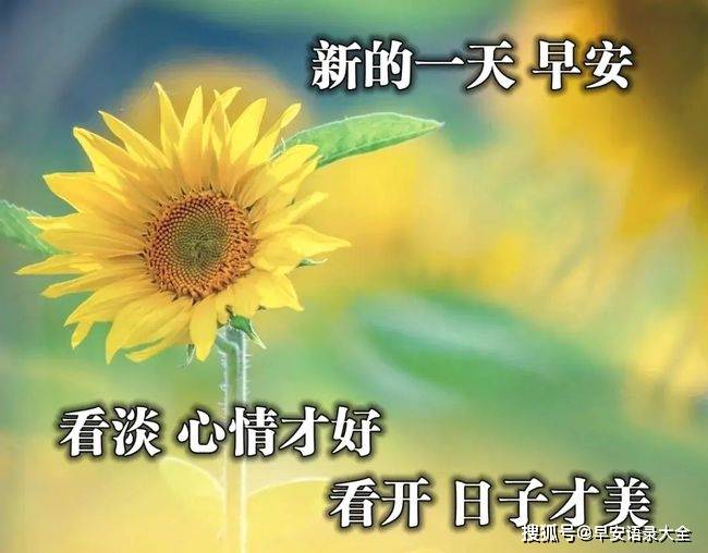 21年6月7日星期一清晨早上好免打字问候语图片周一最新早安祝福图片合集 树长青