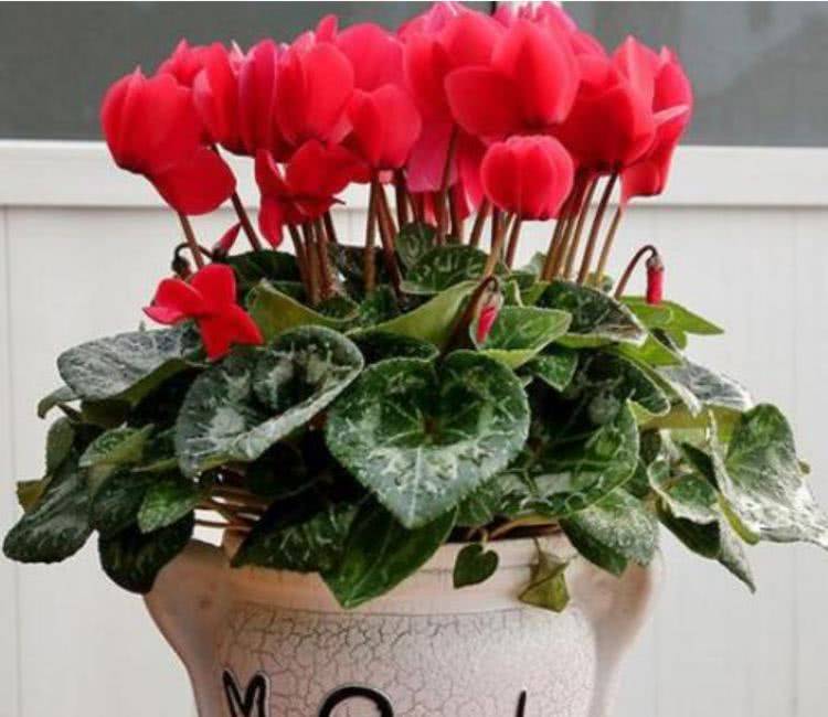 家里就养3种 女神花 名字好听 开更美 开花漂亮上档次 报春花