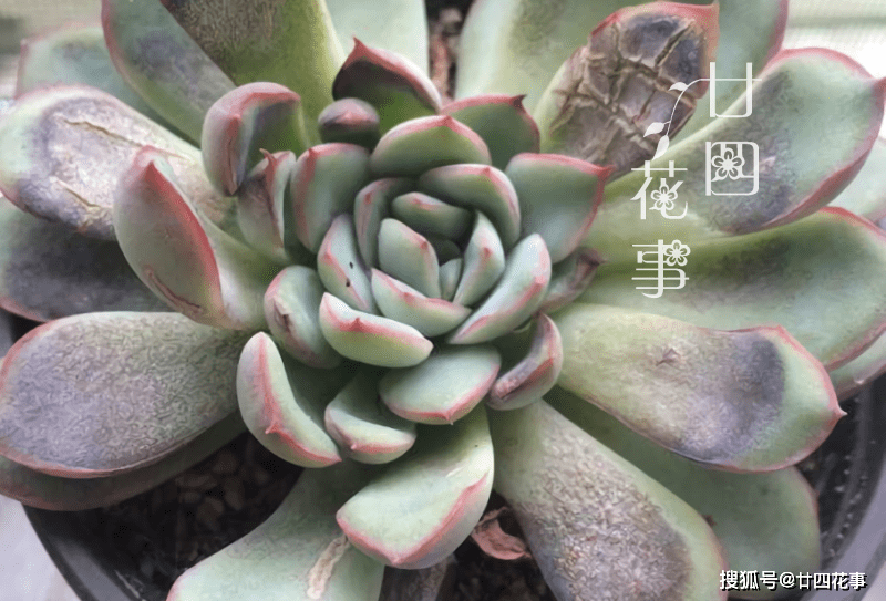 夏天养多肉 绕不开遮阴 一文详解多肉植物夏天遮阴的注意事项 光照